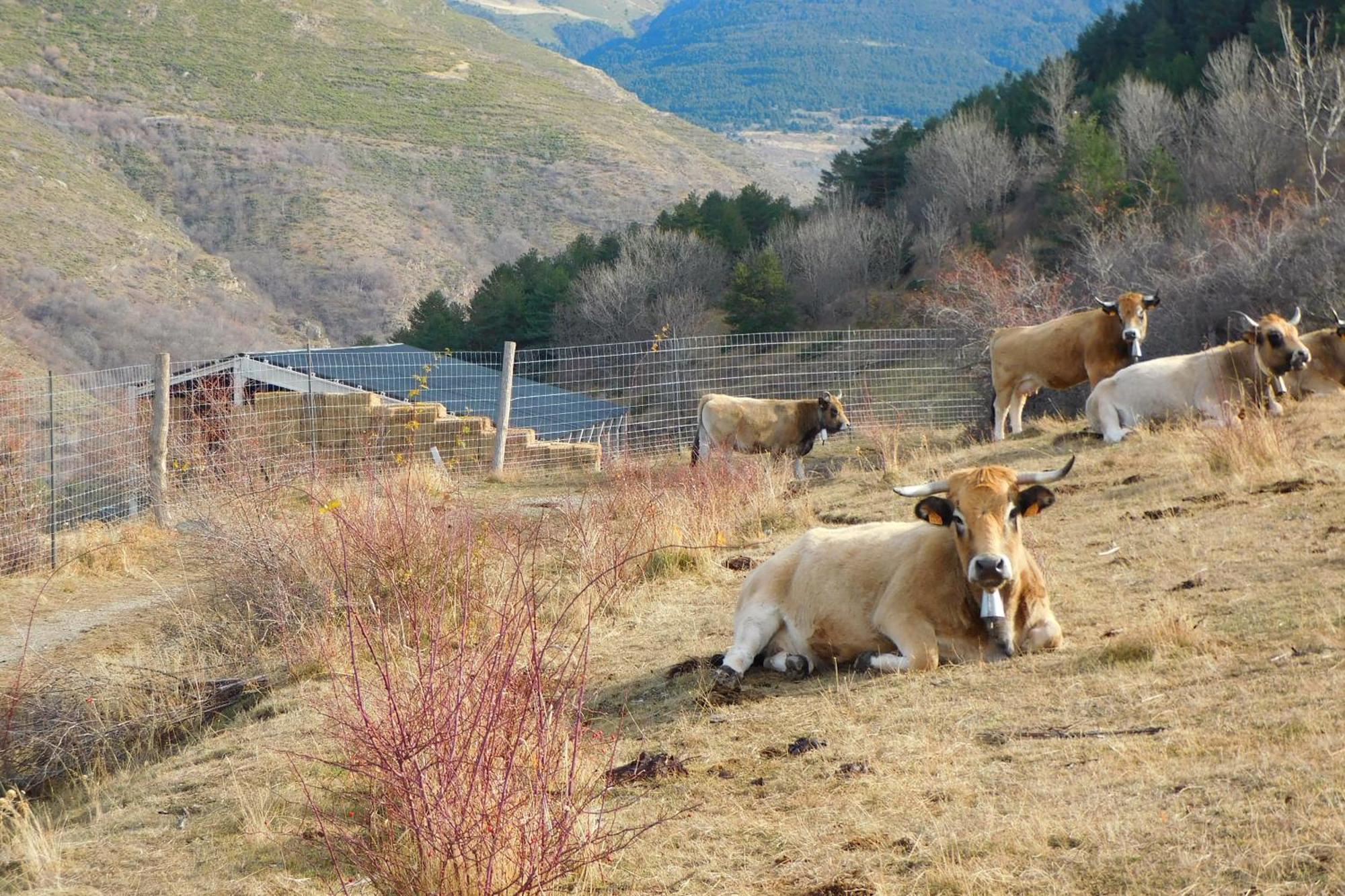 Pyrenees Catalanes Tres Joli Appartement 300M Telecabines Font-Romeu-Odeillo-Via Esterno foto